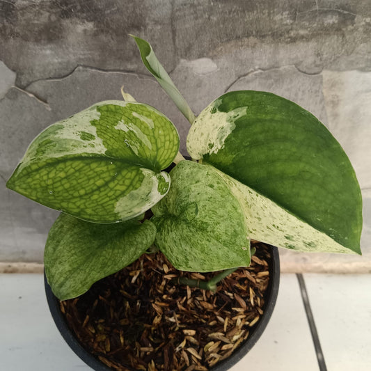 DOUBLE DATE PLANT FEST - Scindapsus Mangurai