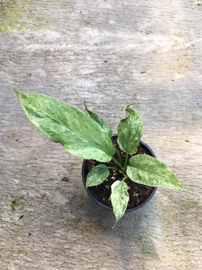 Anthurium hookerie mint