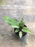 Anthurium hookerie mint