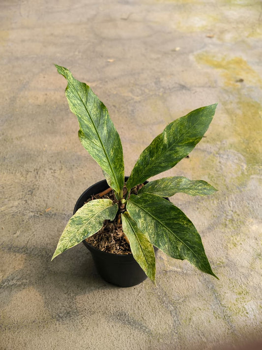 Anthurium hookerie mint
