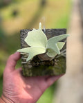 Willinckii Republic cultivar Batu WR-02