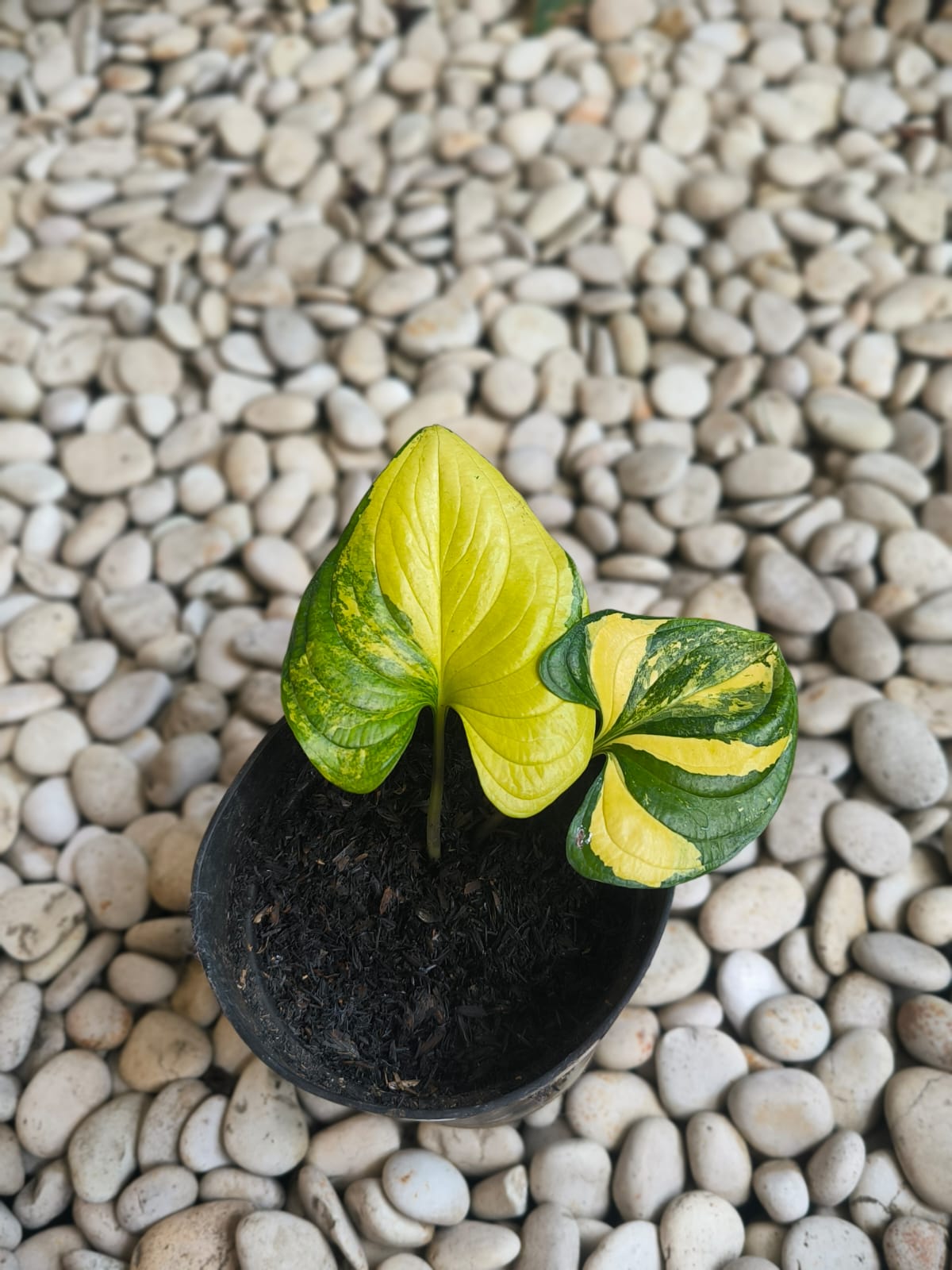 Cyanastrum cordifolium variegatred