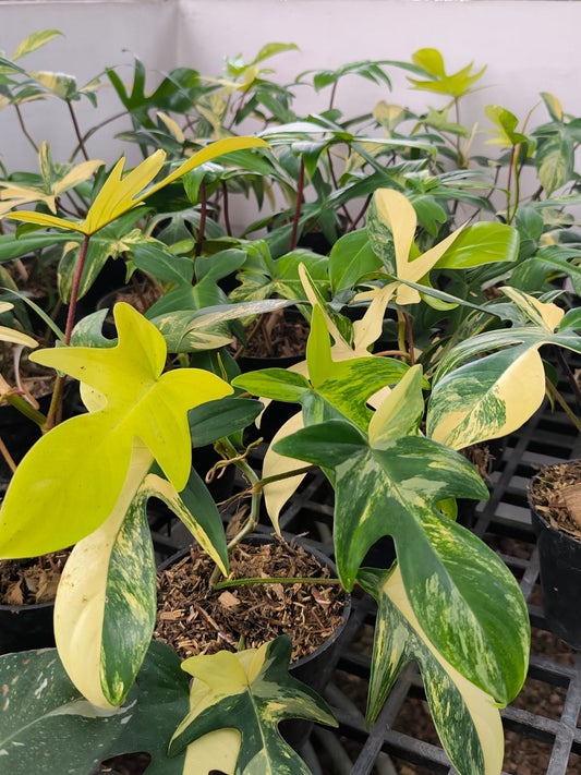 Philodendron florida beauty
