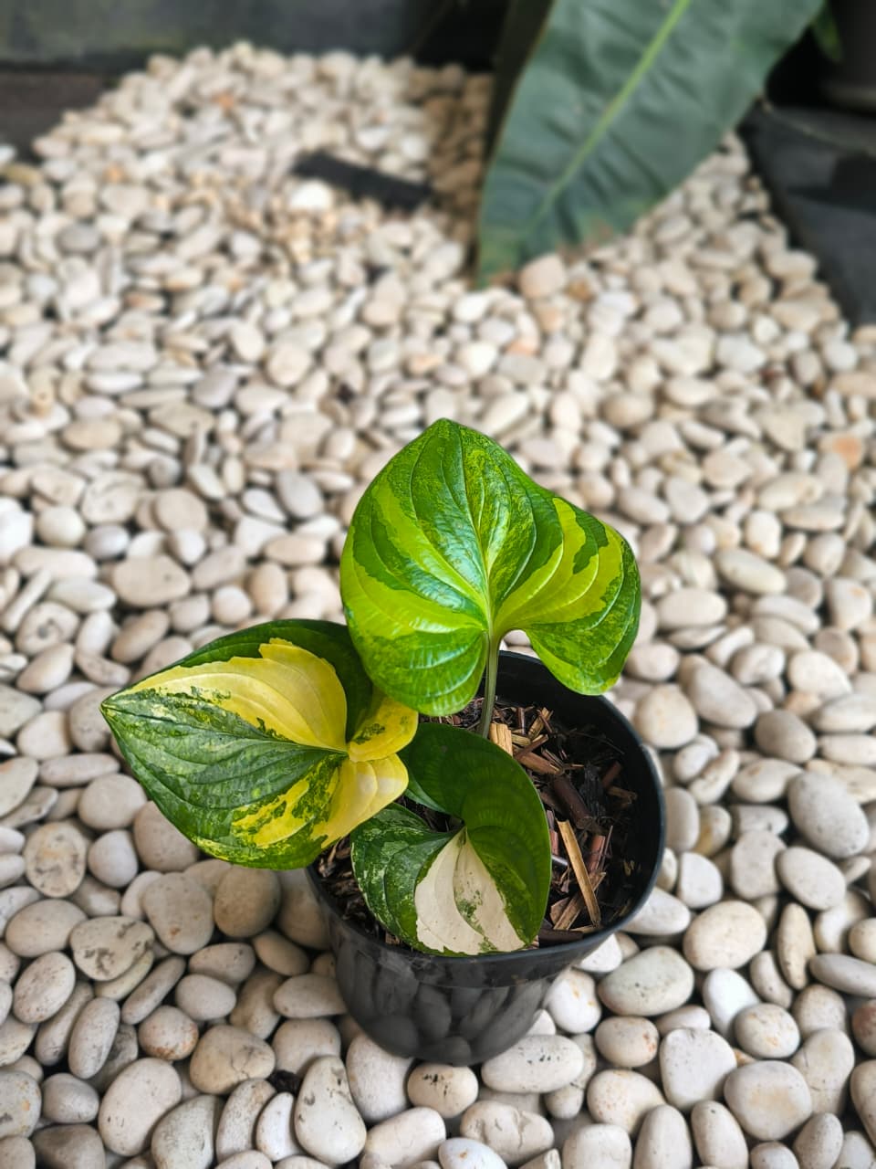 Cyanastrum cordifolium variegatred