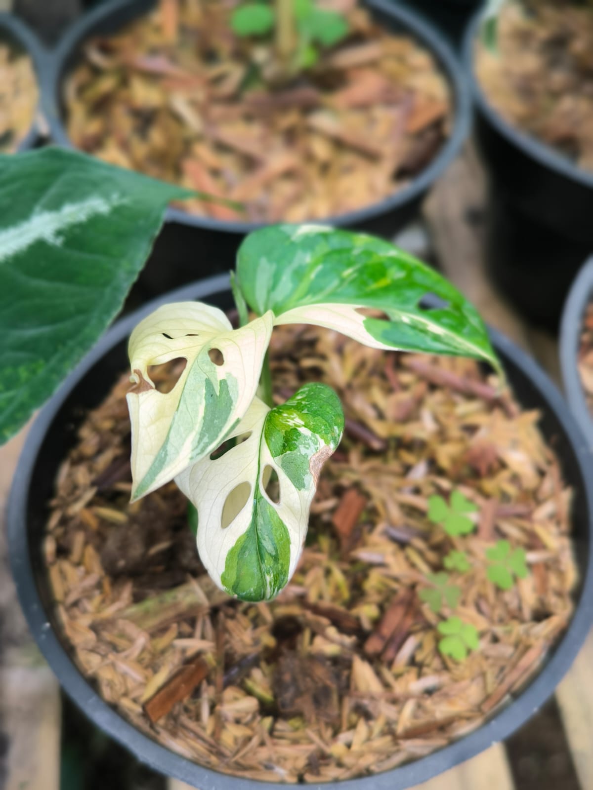 DOUBLE DATE PLANT FEST - Monstera adansoni variegata