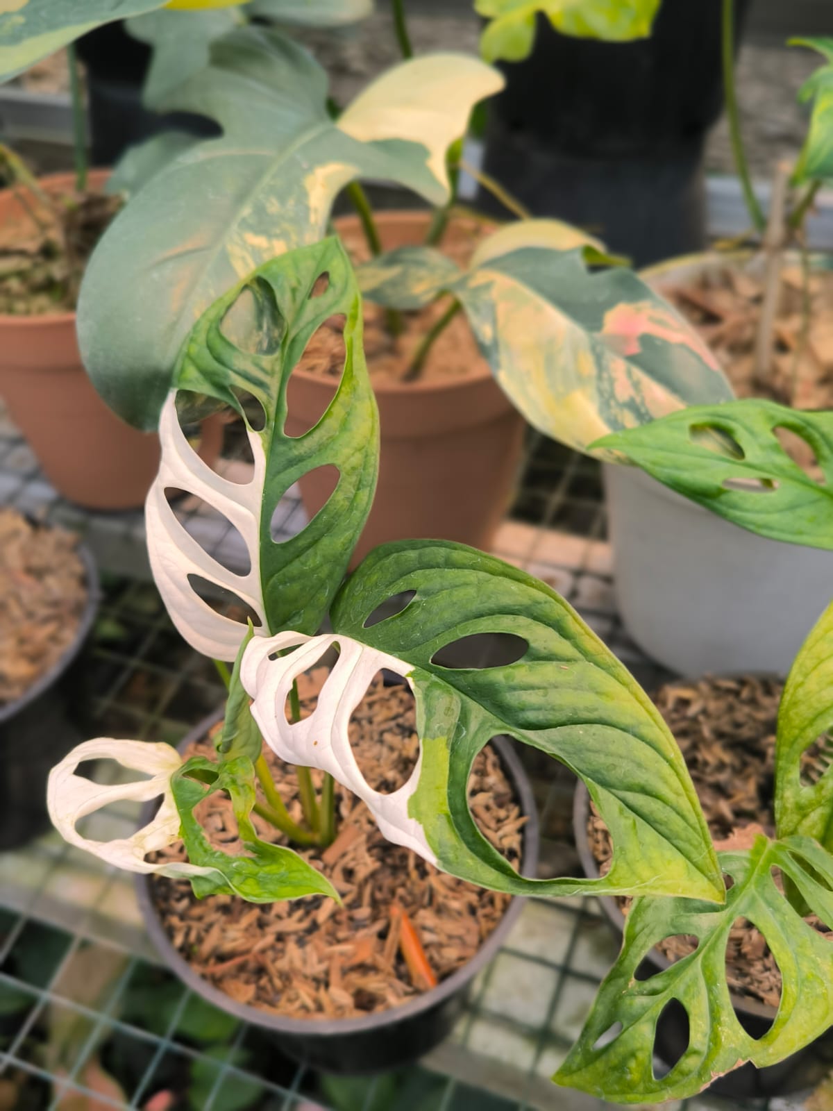 DOUBLE DATE PLANT FEST - Monstera adansoni variegata
