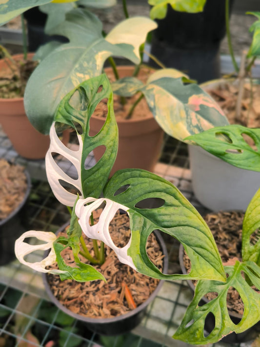 DOUBLE DATE PLANT FEST - Monstera adansoni variegata