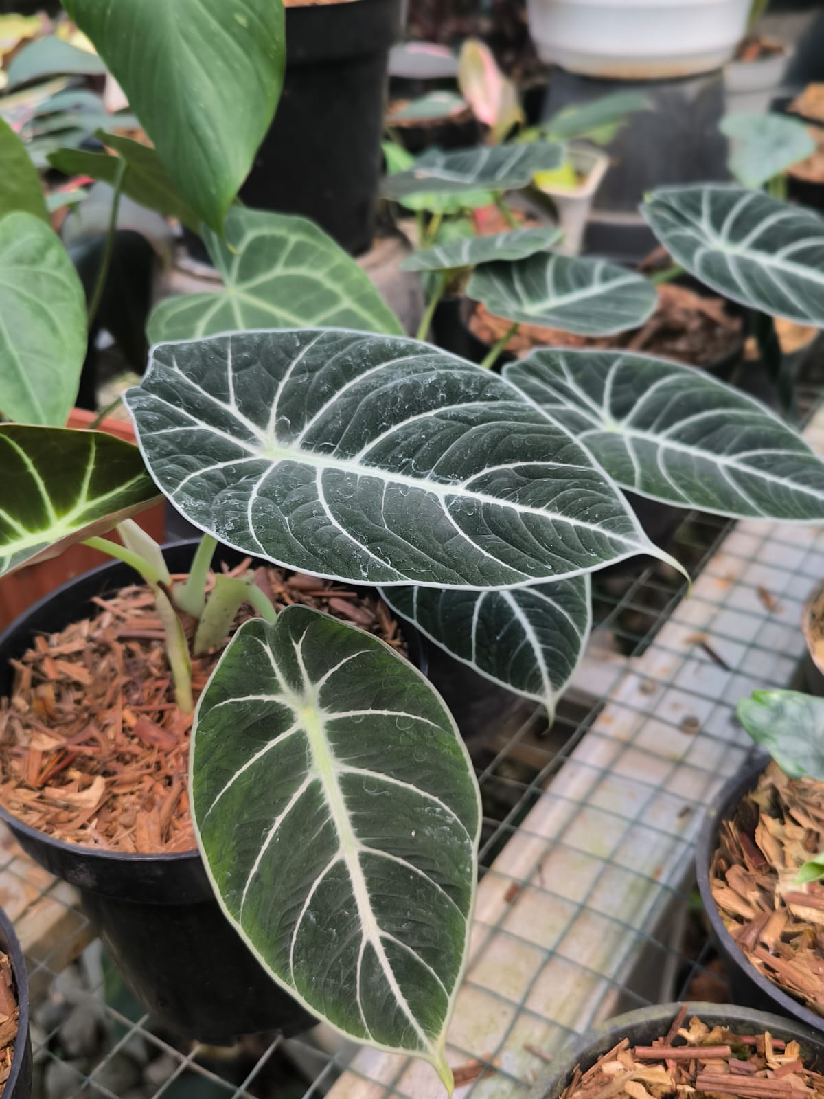 DOUBLE DATE PLANT FEST - Alocasia black velvet