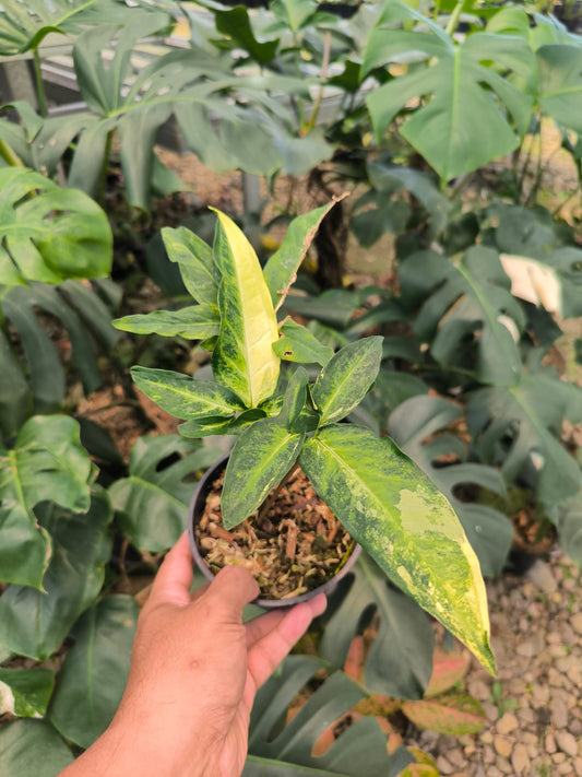 DOUBLE DATE PLANT FEST - Syngonium angustatum variegata