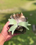 Willinckii Republic cultivar Batu WR-04