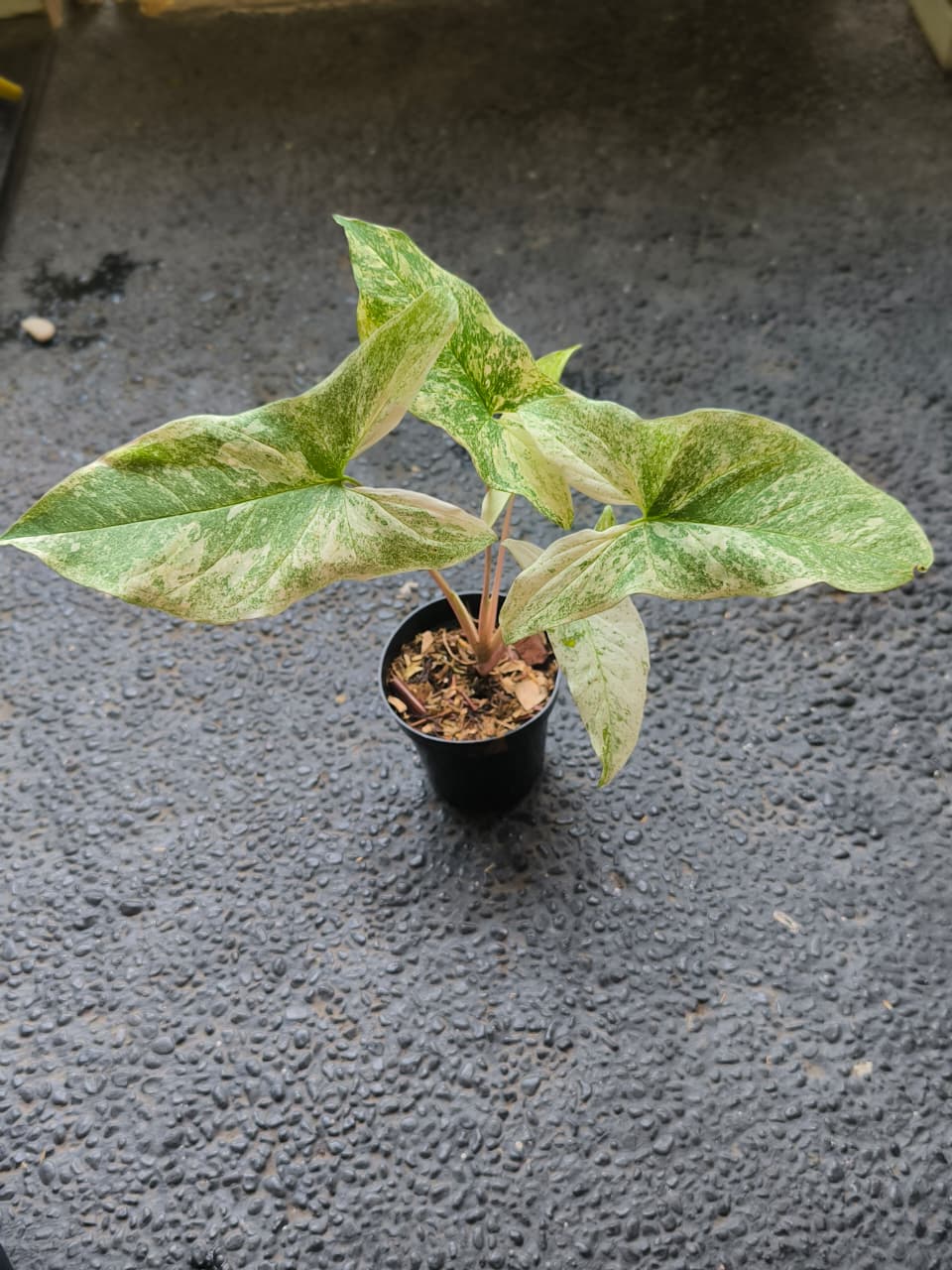 Syngonium mint sumatra
