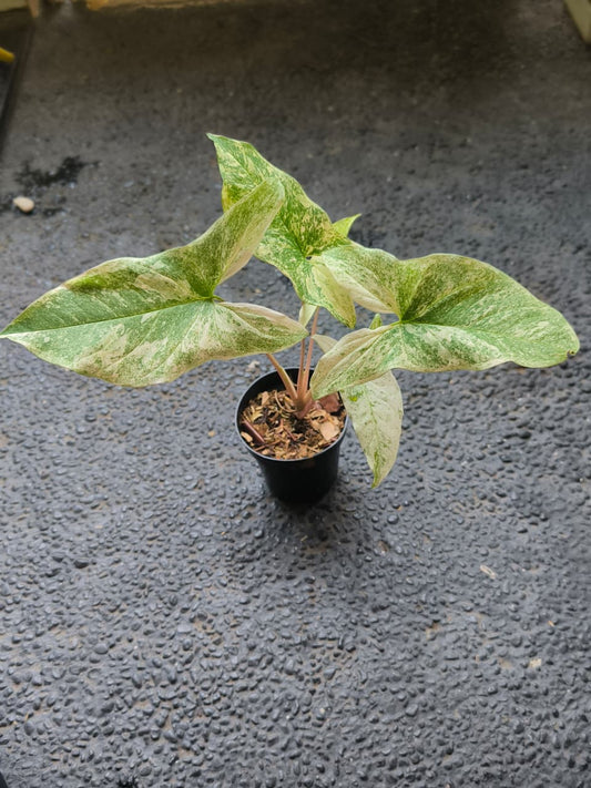 Syngonium mint sumatra