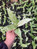 Anthurium hookerie mint