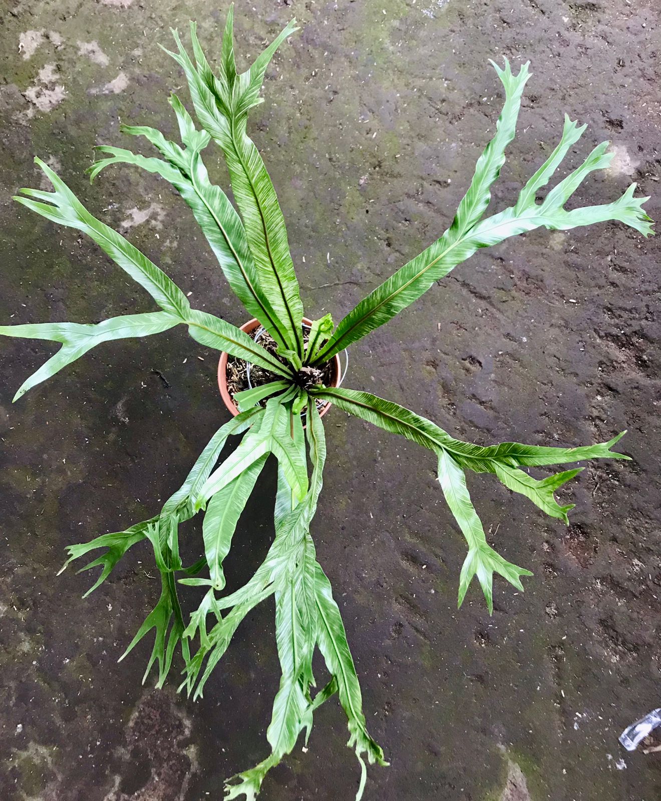 DOUBLE DATE PLANT FEST - Bird Nest Fern variegated