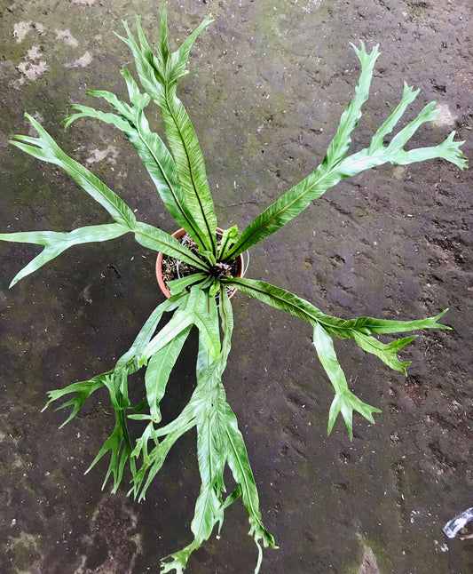 DOUBLE DATE PLANT FEST - Bird Nest Fern variegated
