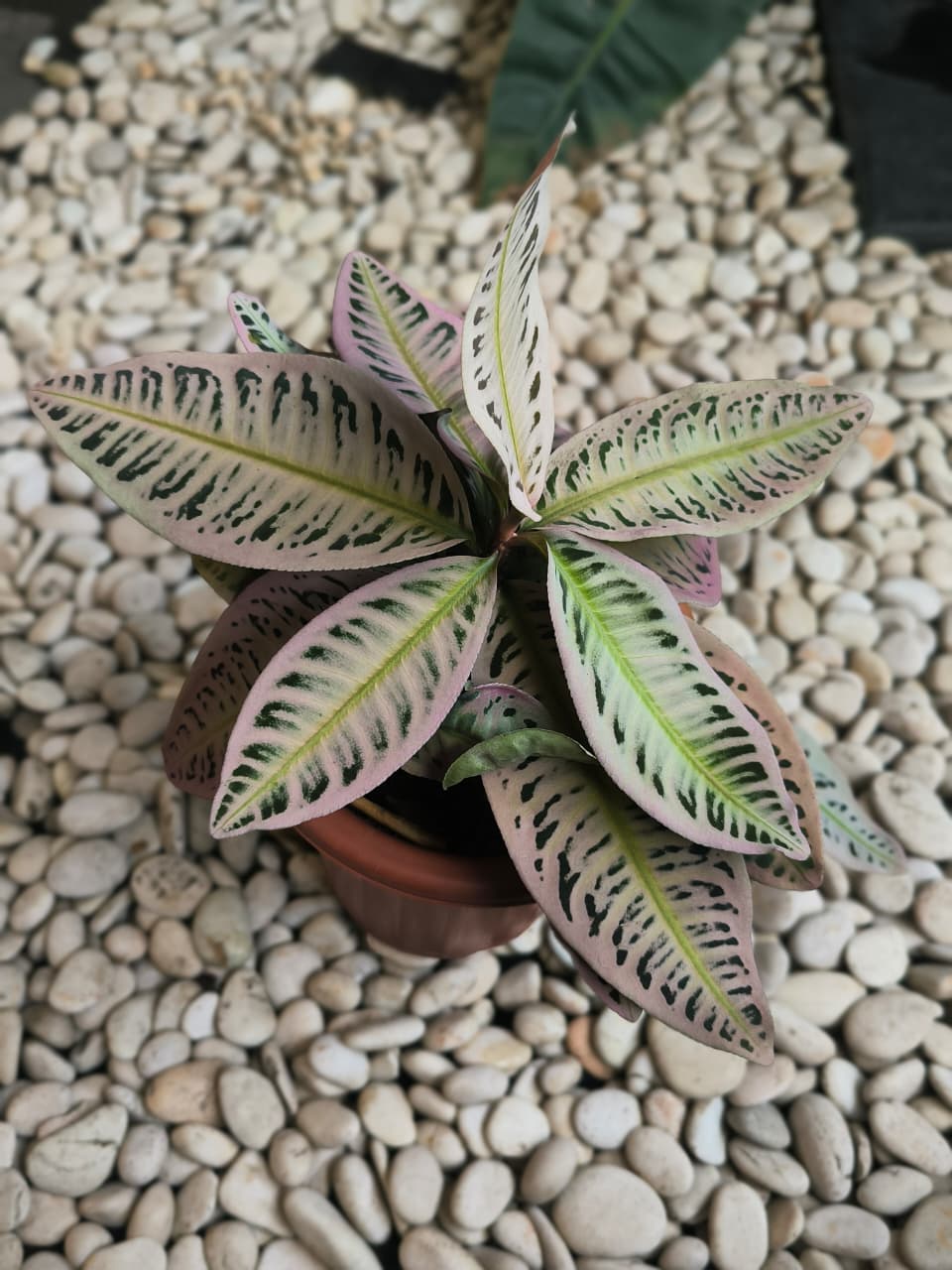 Labisia Pink