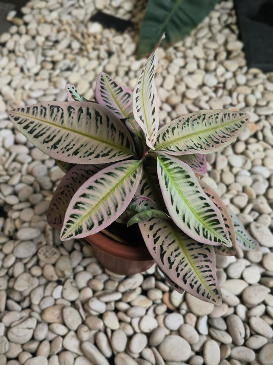 Labisia Pink