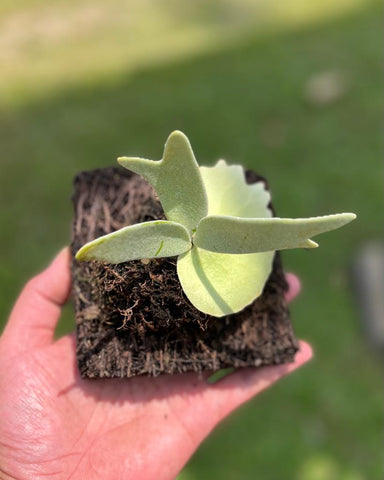 Willinckii Republic cultivar Batu WR-06
