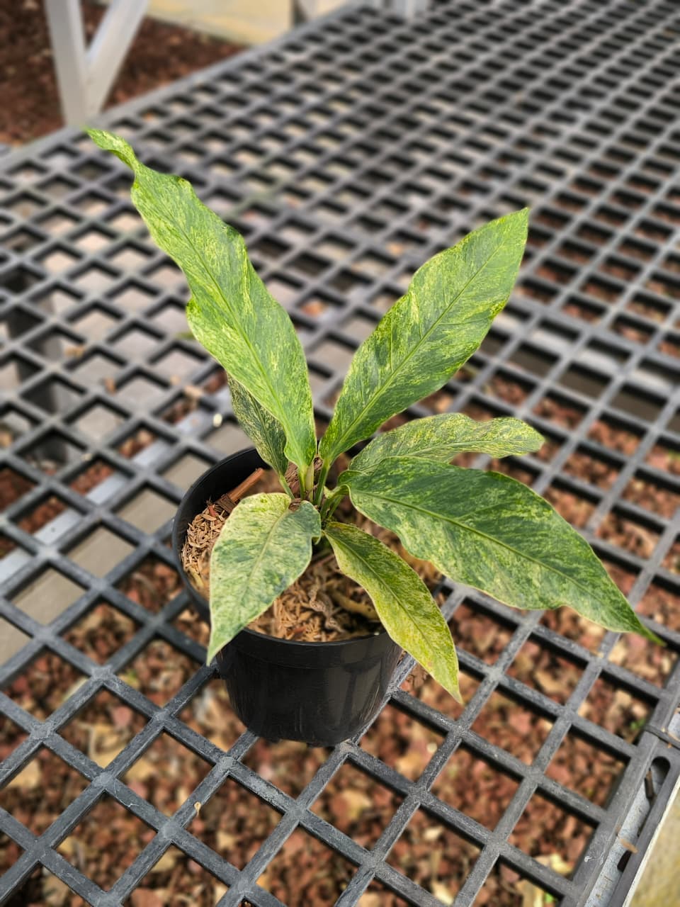 Anthurium hookerie mint