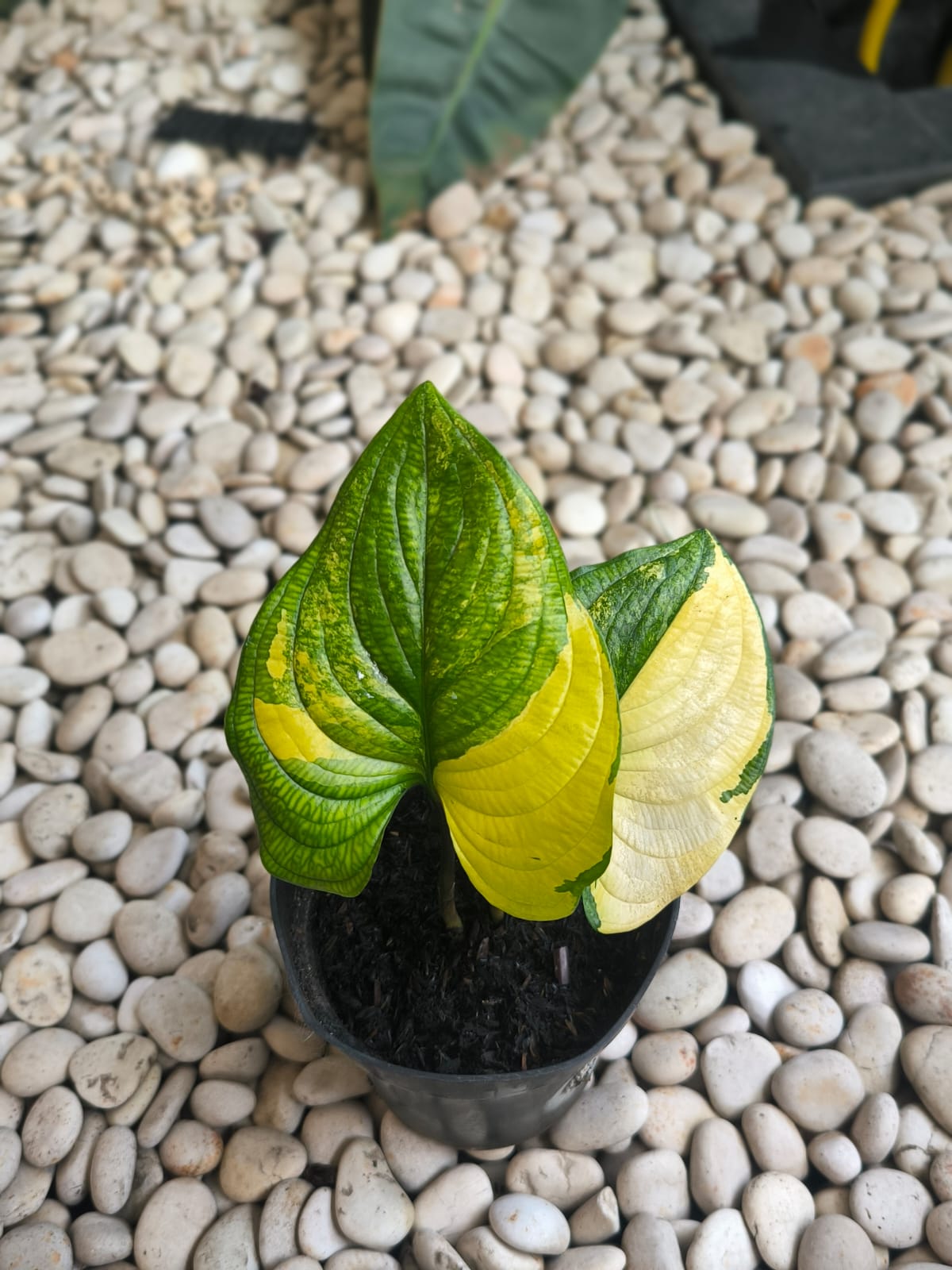 Cyanastrum cordifolium variegatred