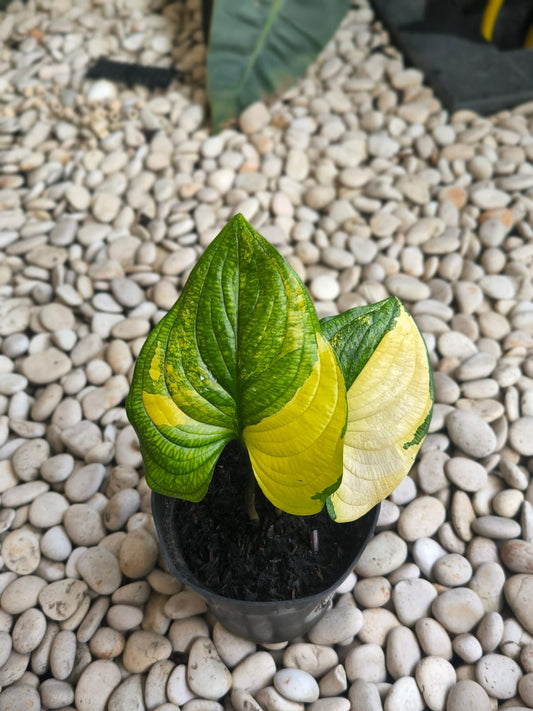 Cyanastrum cordifolium variegatred