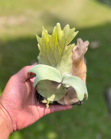 Willinckii Republic cultivar Batu WR-07
