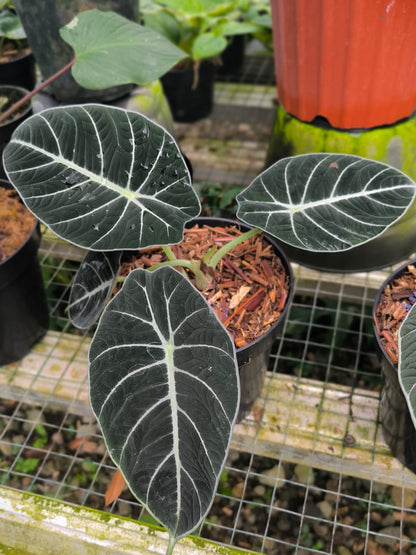 DOUBLE DATE PLANT FEST - Alocasia black velvet