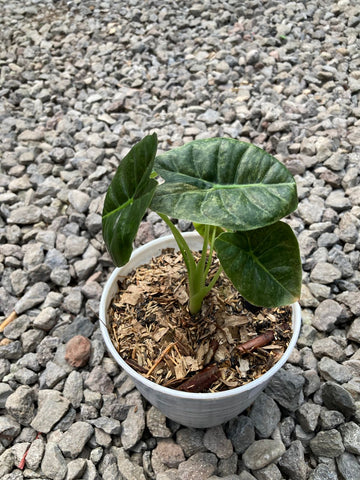Alocasia Golden Bone Variegated (C)