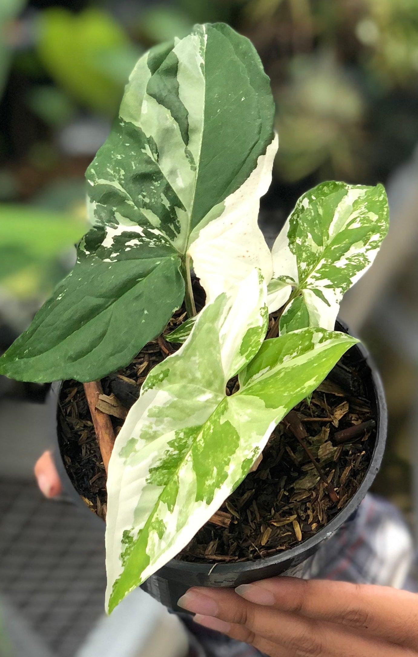 DOUBLE DATE PLANT FEST - Syngonium albo