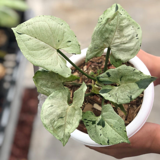 DOUBLE DATE PLANT FEST - Syngonium green splash