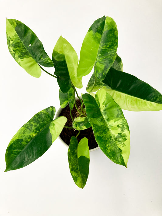 DOUBLE DATE PLANT FEST - Philodendron burlemarx variegata