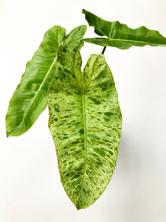 DOUBLE DATE PLANT FEST - Philodendron paraiso verde