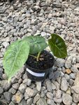 Alocasia Golden Bone Variegated (J)