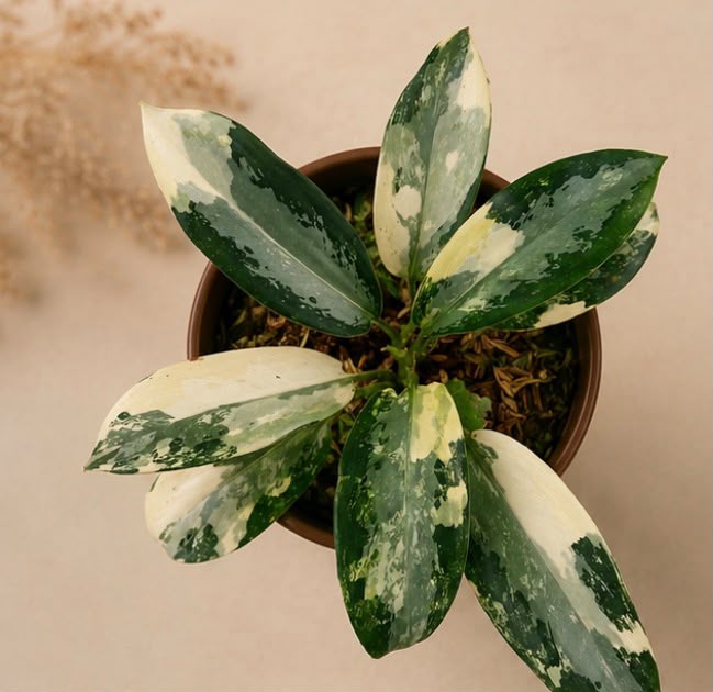 Aglaonema airport