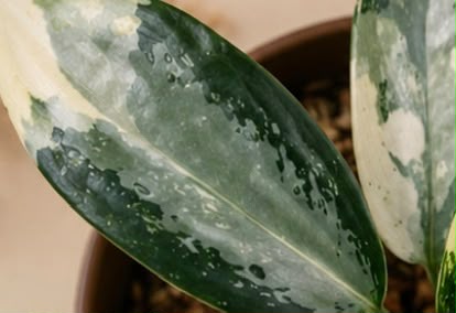 Aglaonema airport