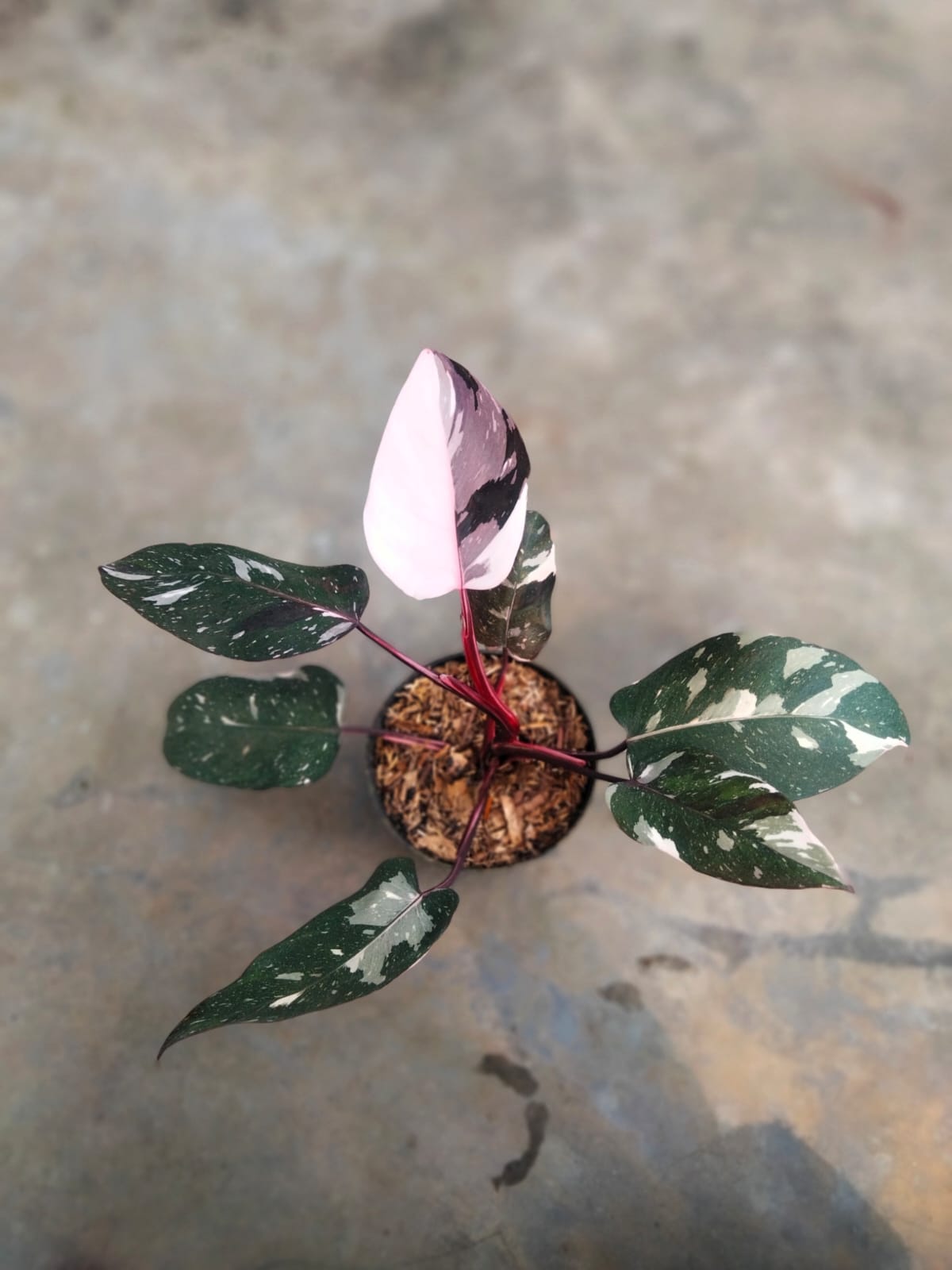 DOUBLE DATE PLANT FEST - Philodendron anderson