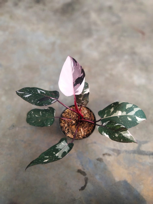 DOUBLE DATE PLANT FEST - Philodendron anderson