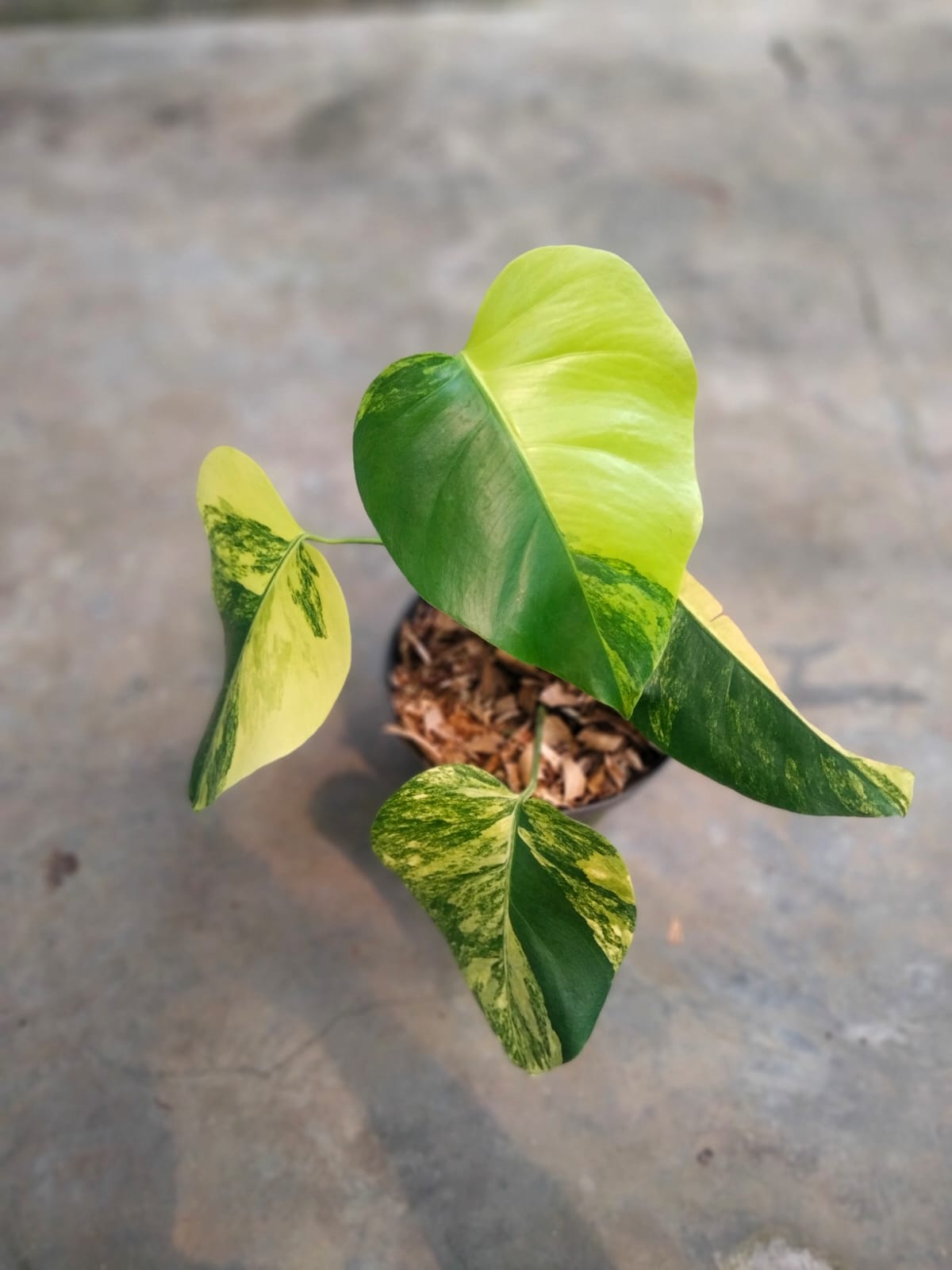 DOUBLE DATE PLANT FEST - Monstera aurea
