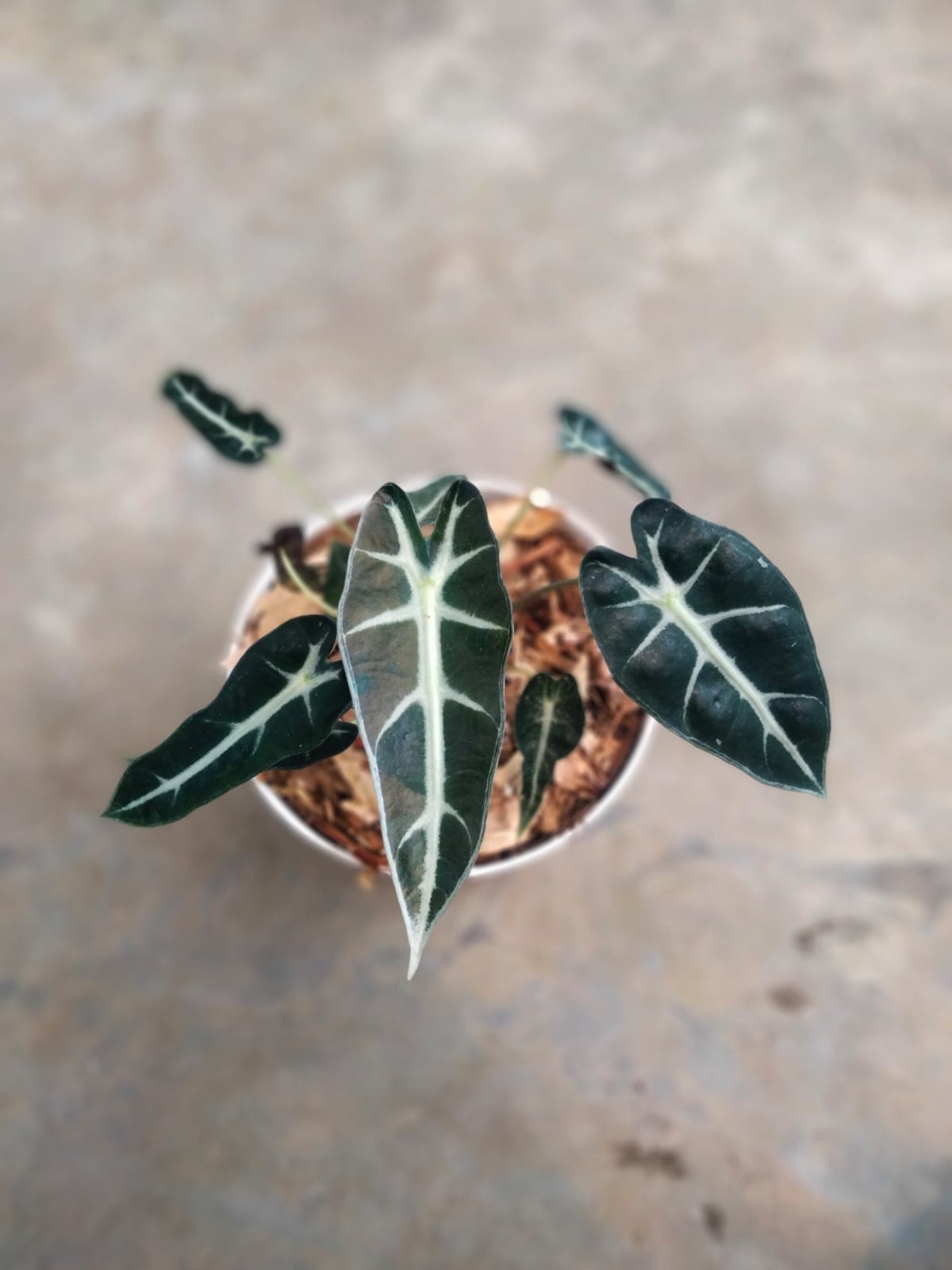 DOUBLE DATE PLANT FEST - Alocasia bambino