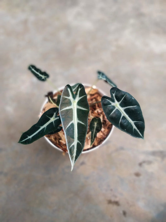 DOUBLE DATE PLANT FEST - Alocasia bambino