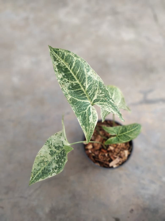 DOUBLE DATE PLANT FEST - Syngonium batik