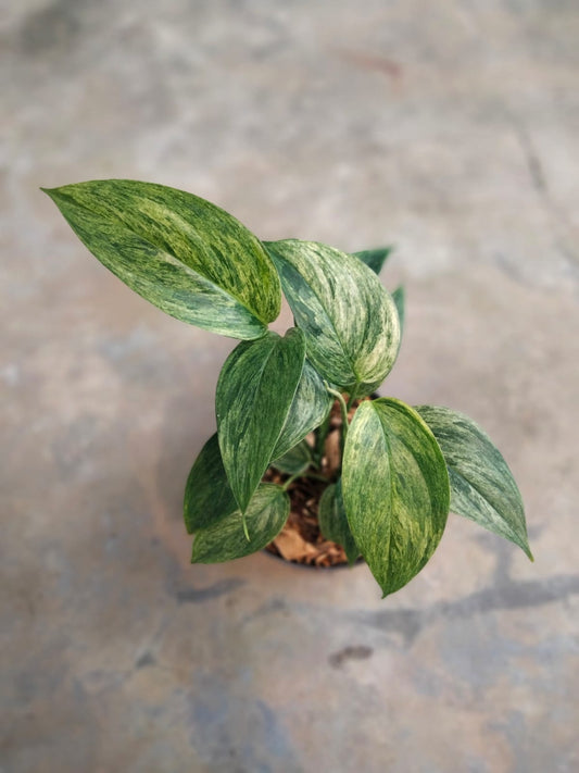 DOUBLE DATE PLANT FEST - Scindapsus blue albo salaca