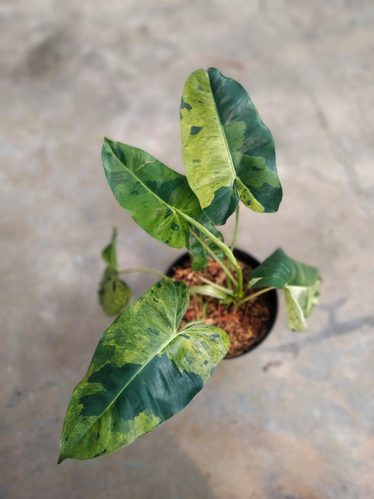 DOUBLE DATE PLANT FEST - Philodendron burlemarx verde