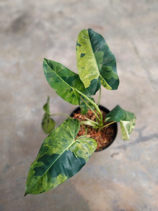 DOUBLE DATE PLANT FEST - Philodendron burlemarx verde