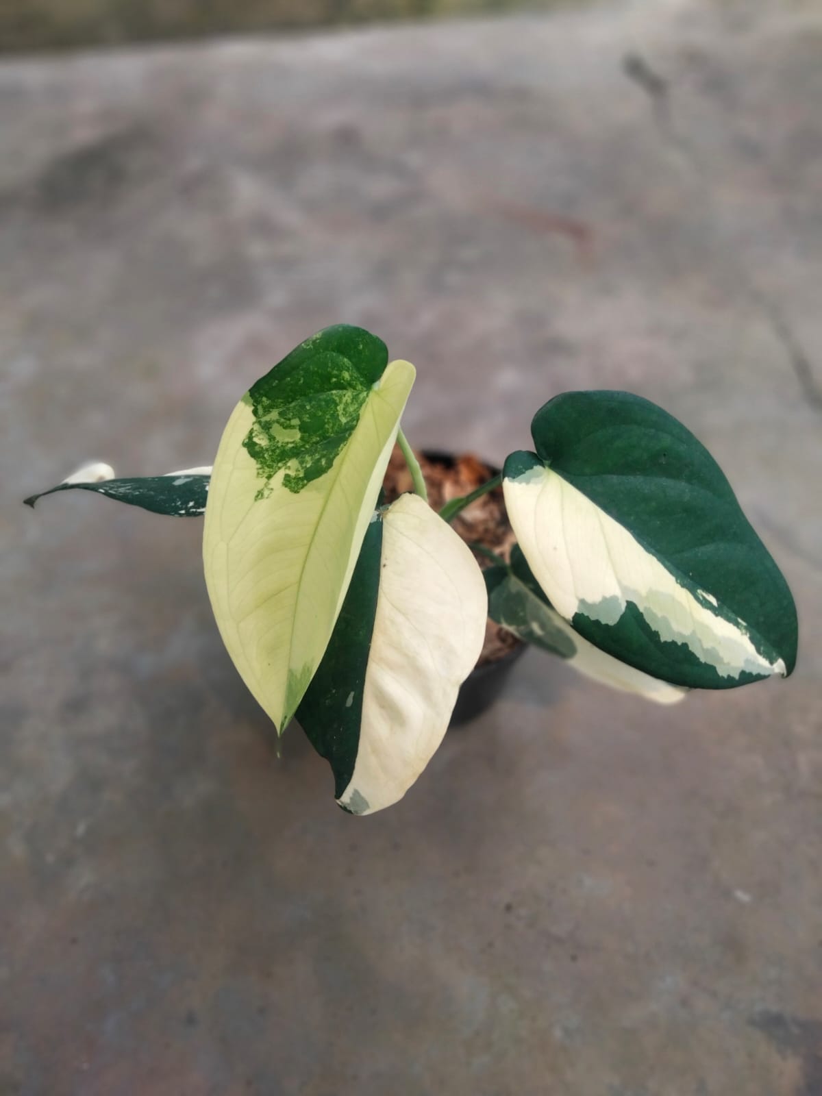 DOUBLE DATE PLANT FEST - Syngonium chiapense variegata