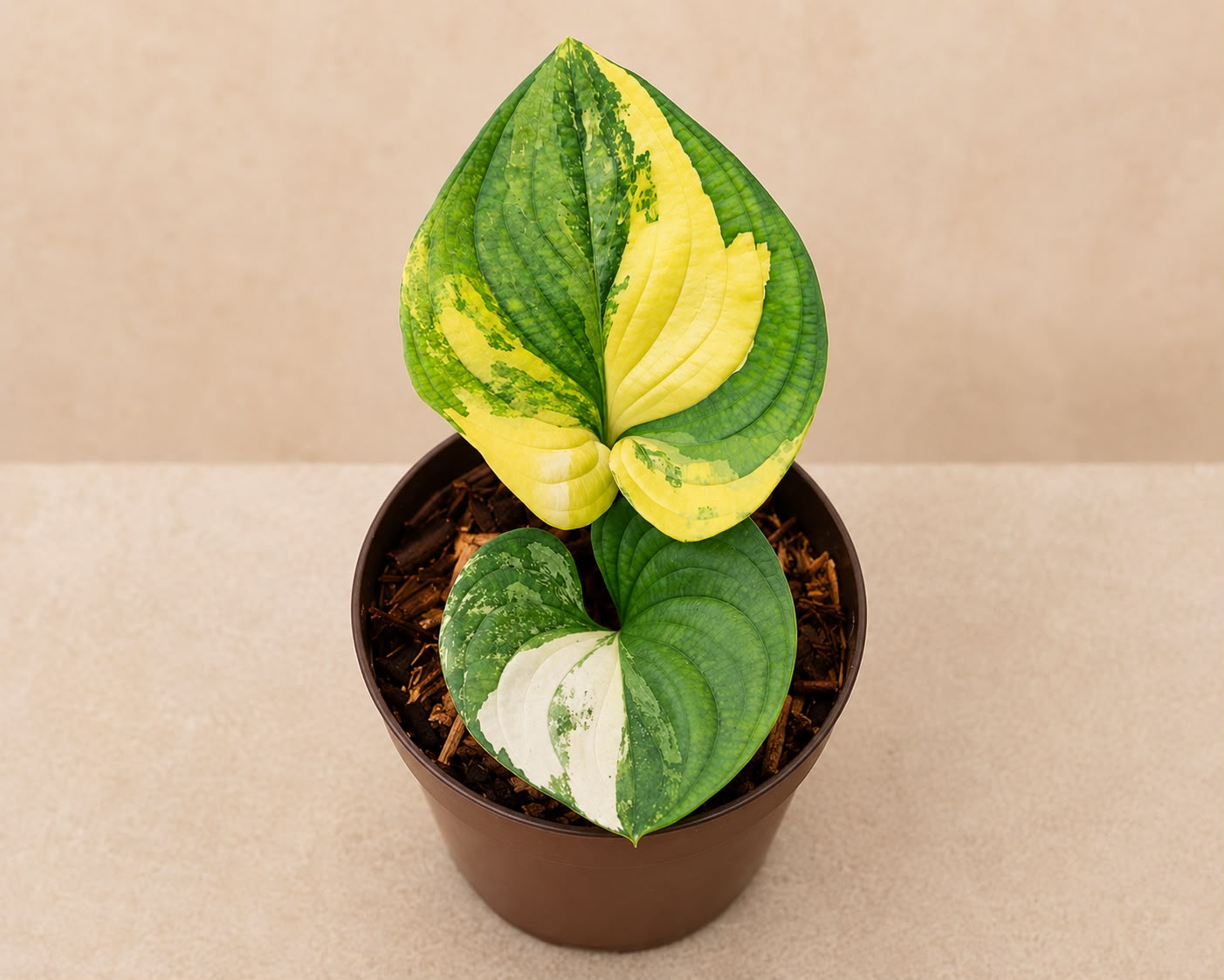 Cyanastrum Cordifolium variegated