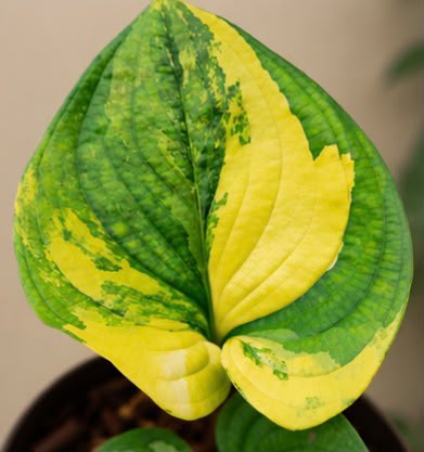 Cyanastrum Cordifolium variegated