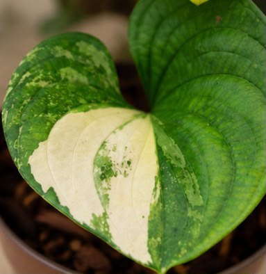 Cyanastrum Cordifolium variegated