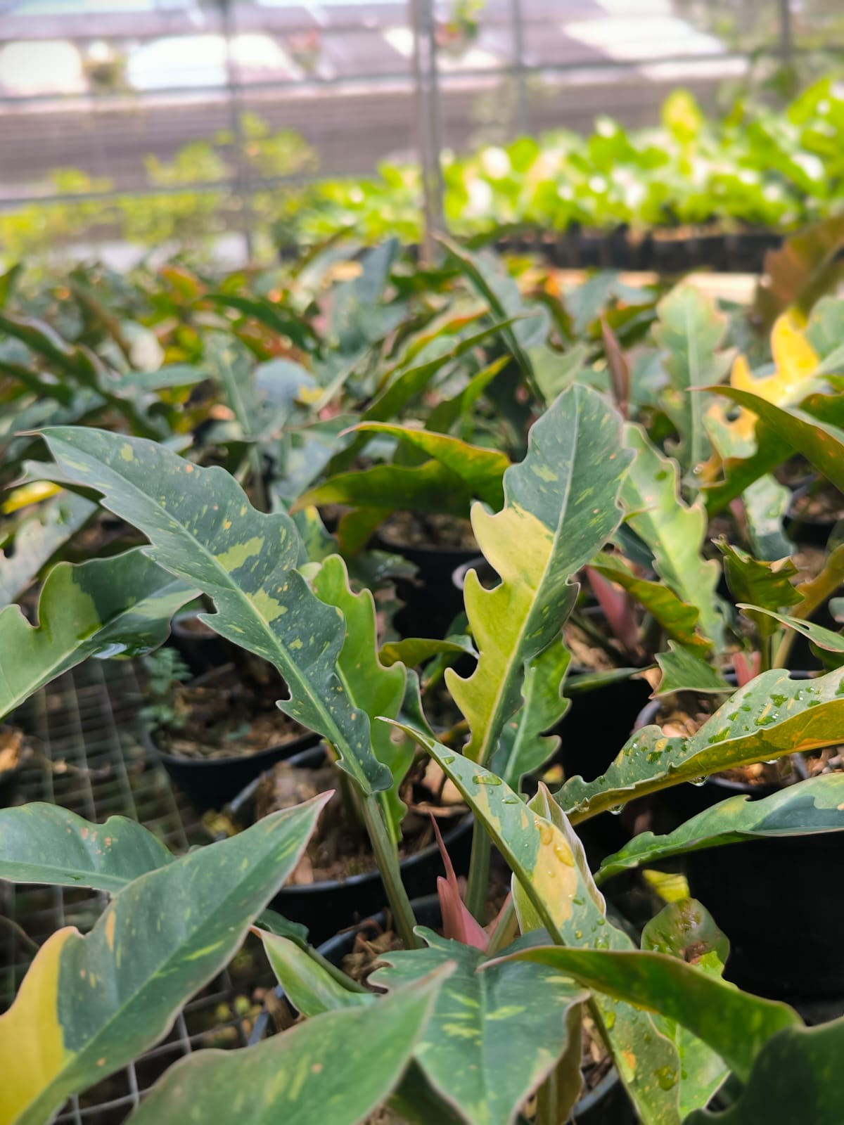 Philodendron ring of fire