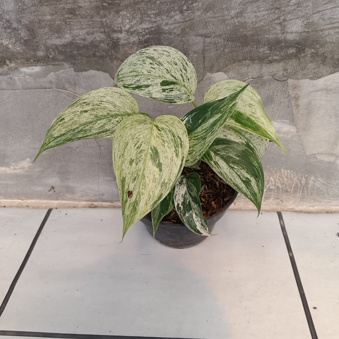DOUBLE DATE PLANT FEST - Scindapsus blue albo salaca